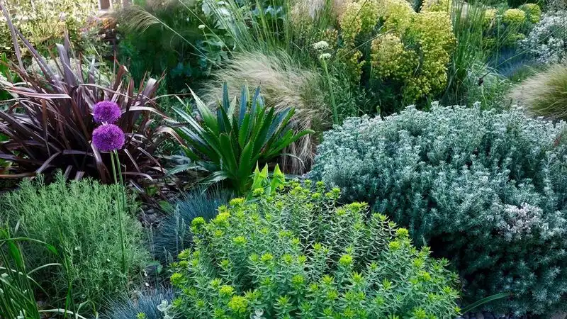 Wind-Resistant Shrubs