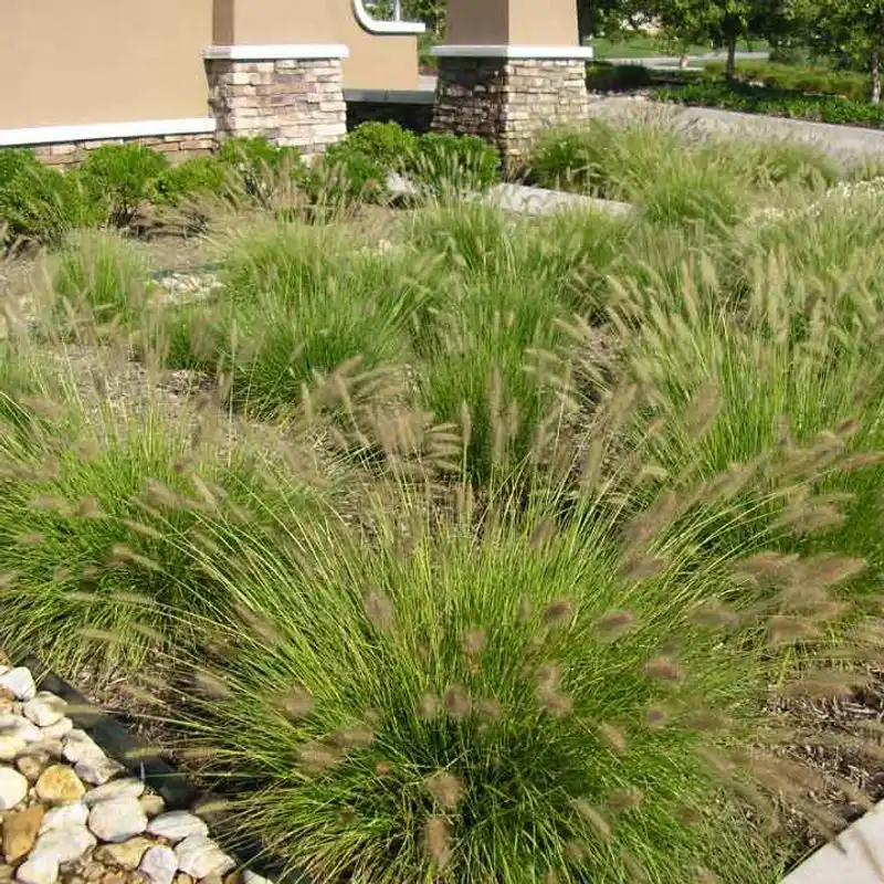 Windbreak Benefits