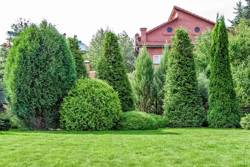 Windbreak Planting