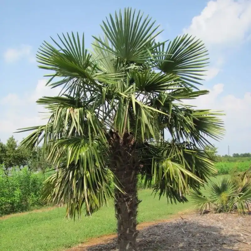 Windmill Palm (Trachycarpus wagnerianus)