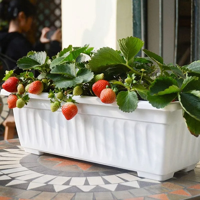 Window Boxes