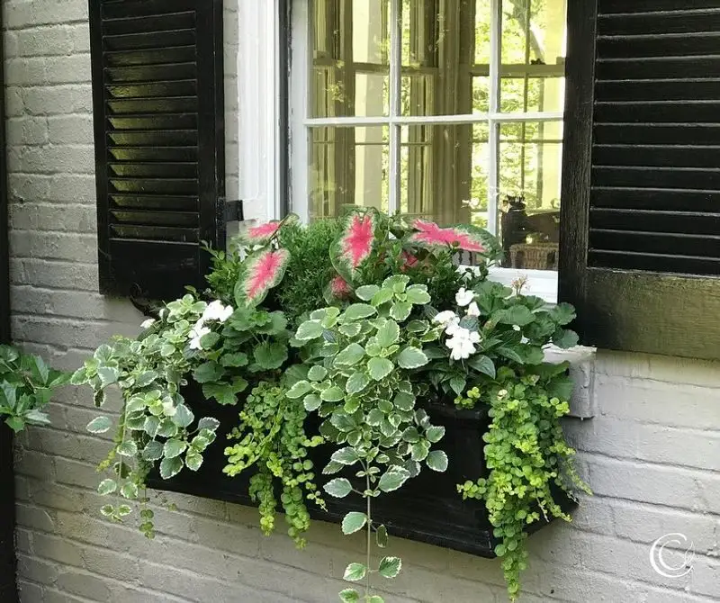 Window Boxes