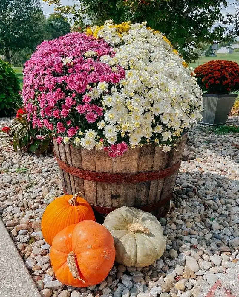 Wine Barrel Planters