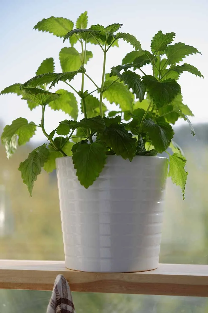 Container Gardening