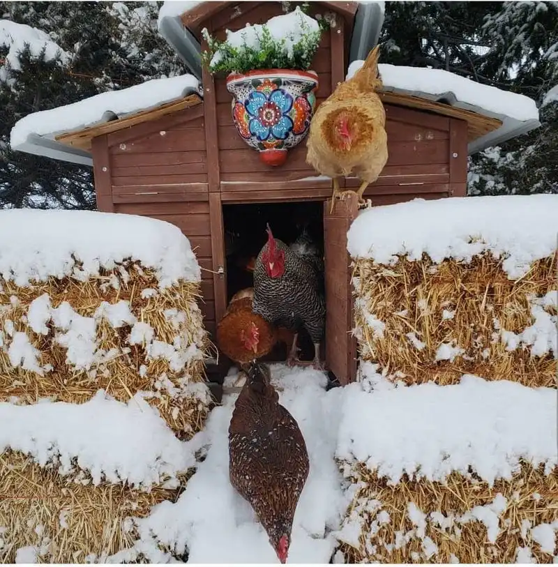 Winter Care