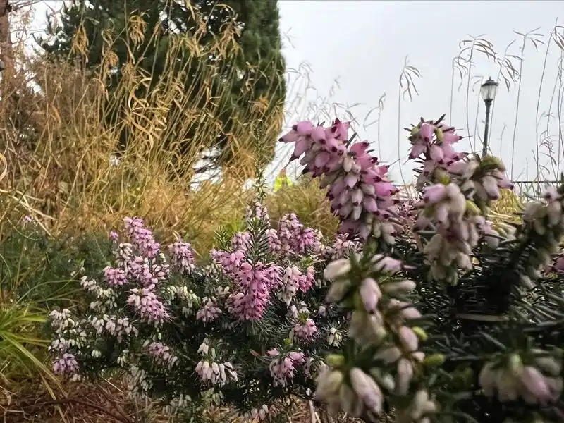 Winter Heath