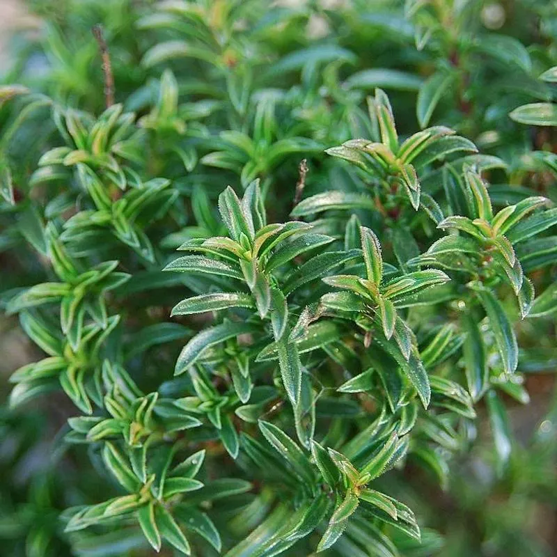 Winter Savory