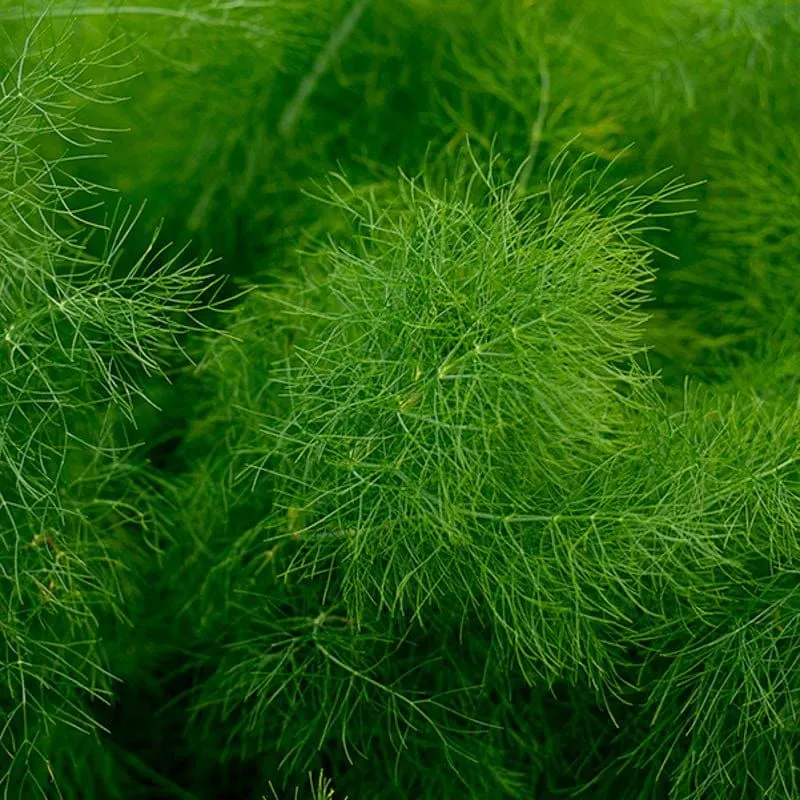 Fennel