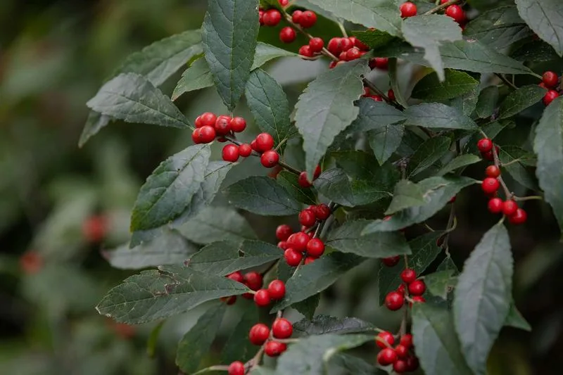 Winterberry Holly