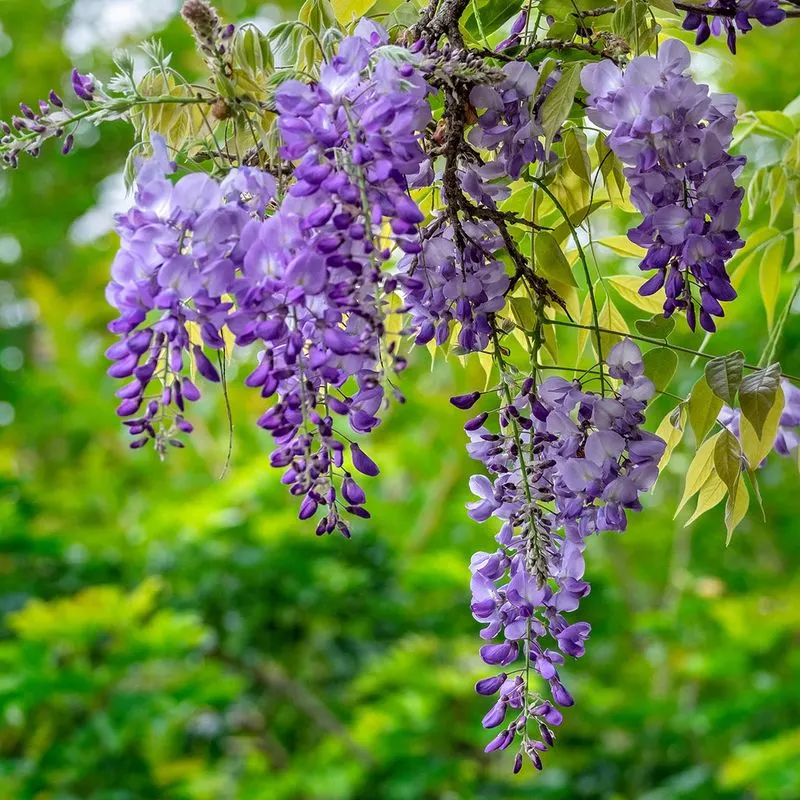 Wisteria