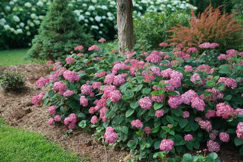 Hydrangeas
