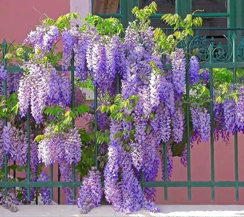 Wisteria