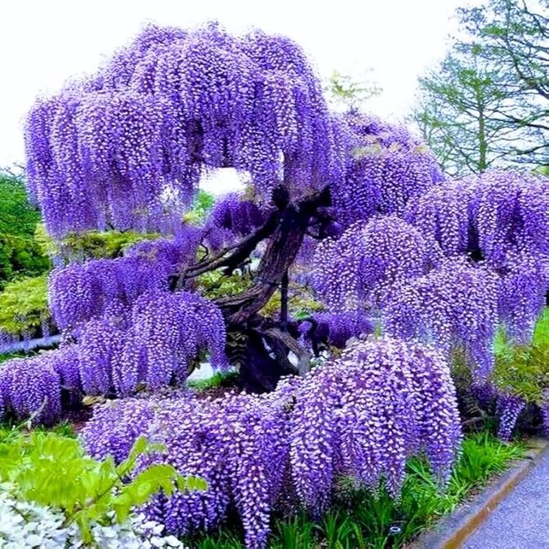 Wisteria