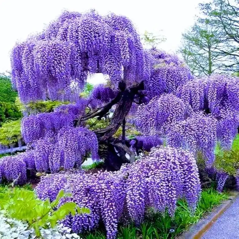 Wisteria