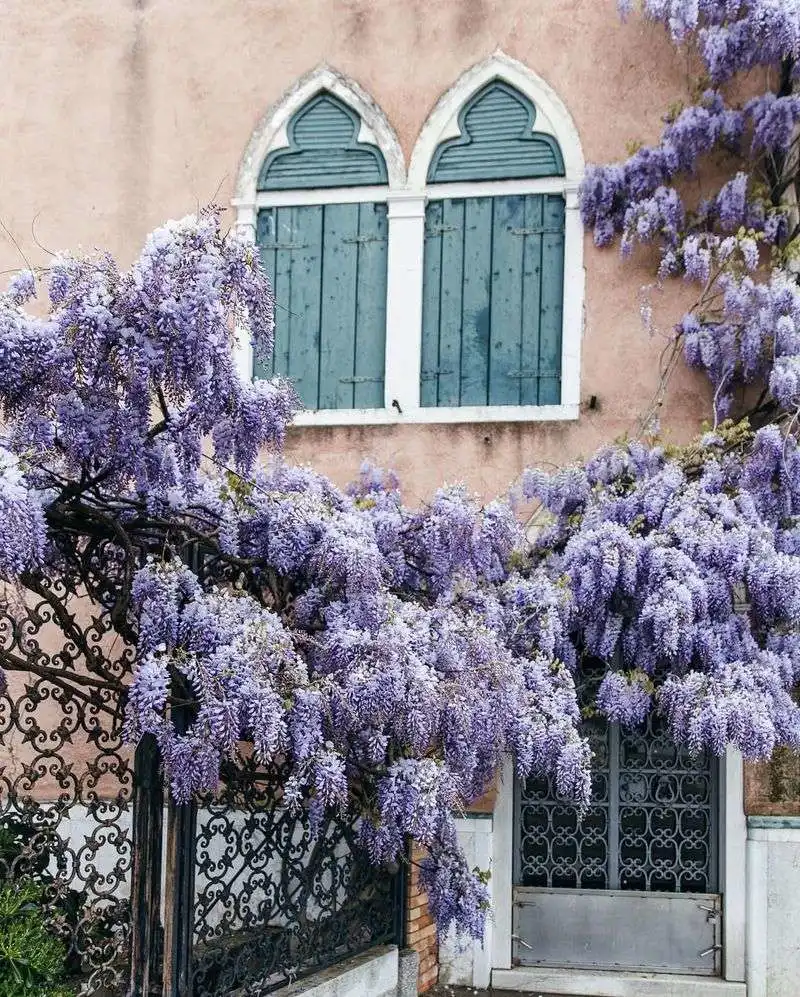 Wisteria