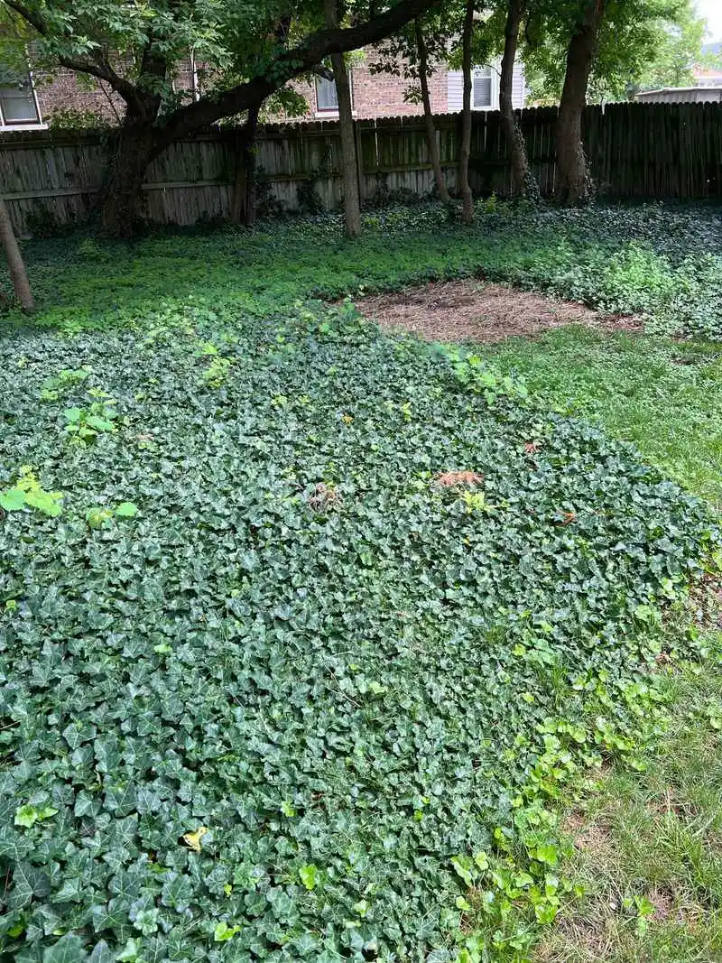 English Ivy