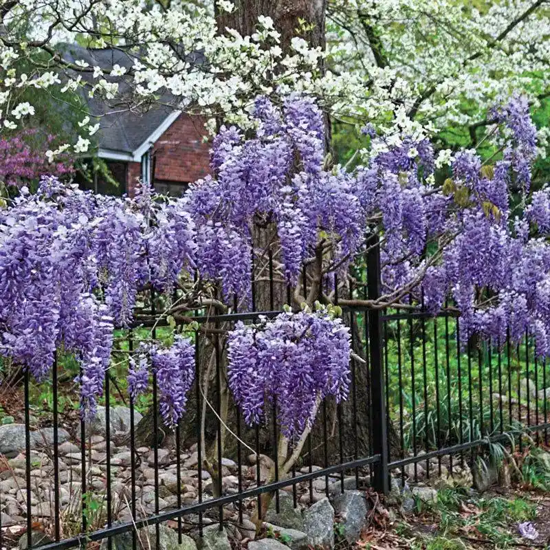 Wisteria