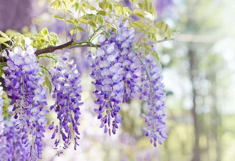 Wisteria (Avoid Pruning)