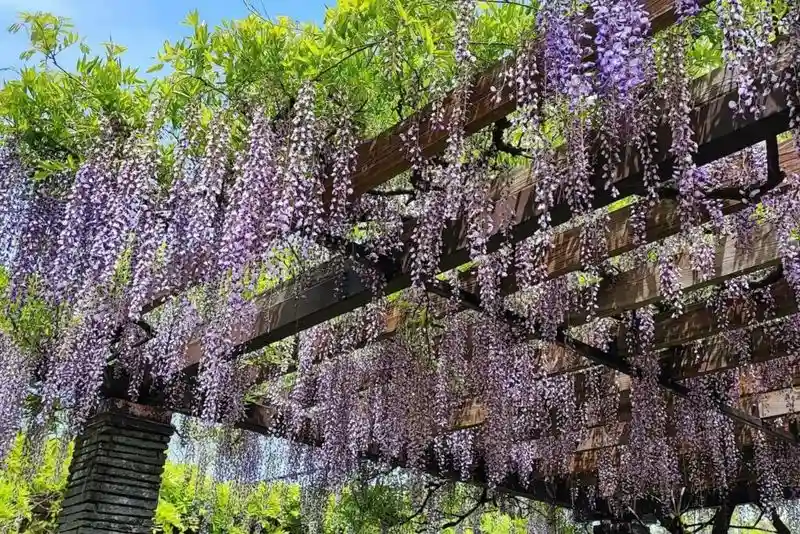 Wisteria Pergola