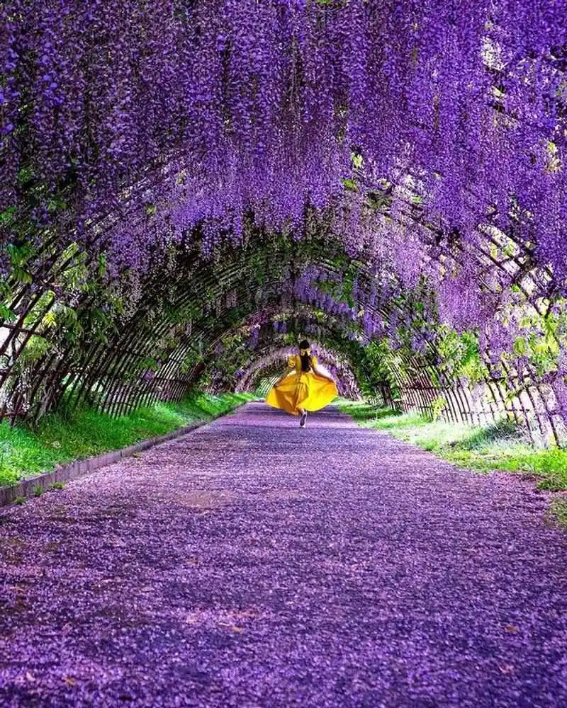 Wisteria Tunnel