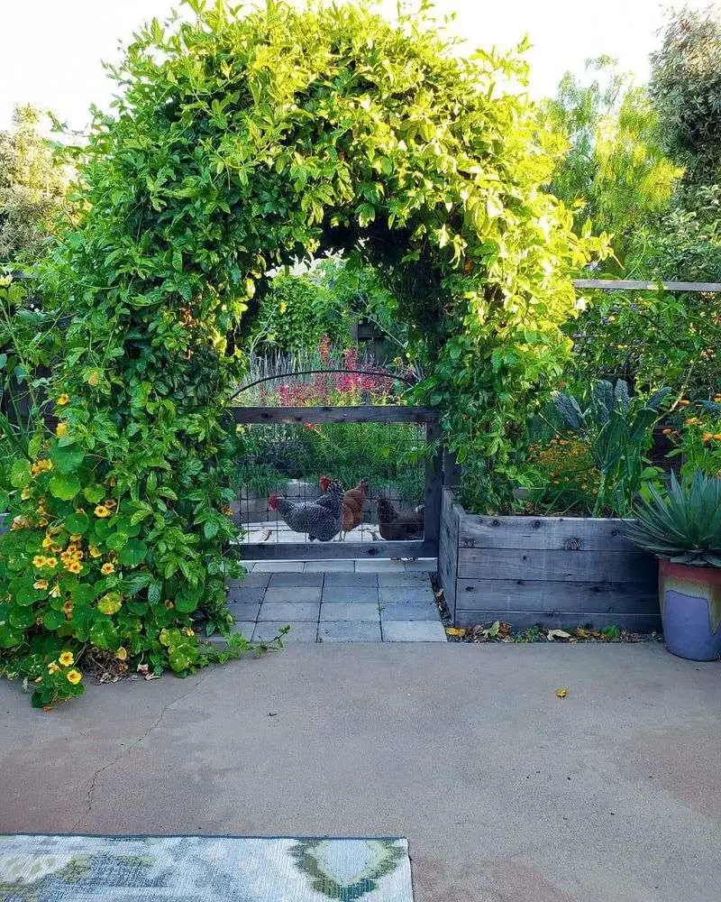 Passionfruit Trellis Arch