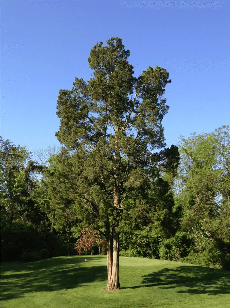 Eastern Red Cedar