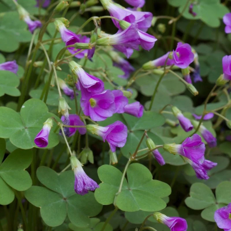 Wood Sorrel