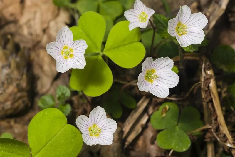 Wood Sorrel