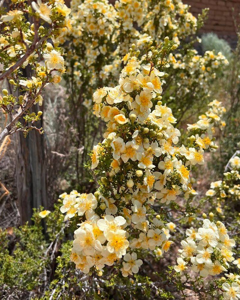 Cliffrose