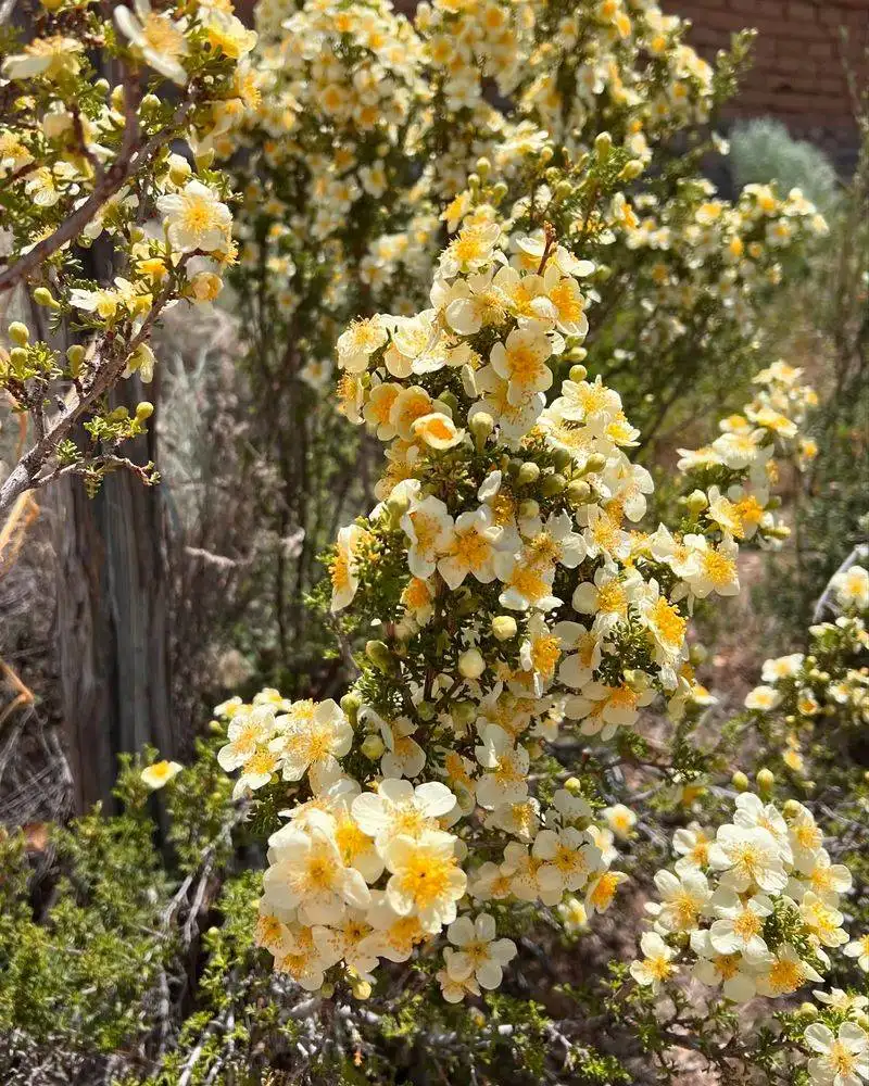 Cliffrose