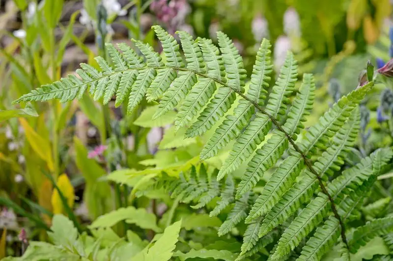 Woodland Fern