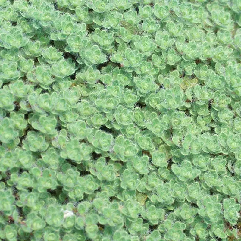 Woolly Thyme (Thymus pseudolanuginosus)