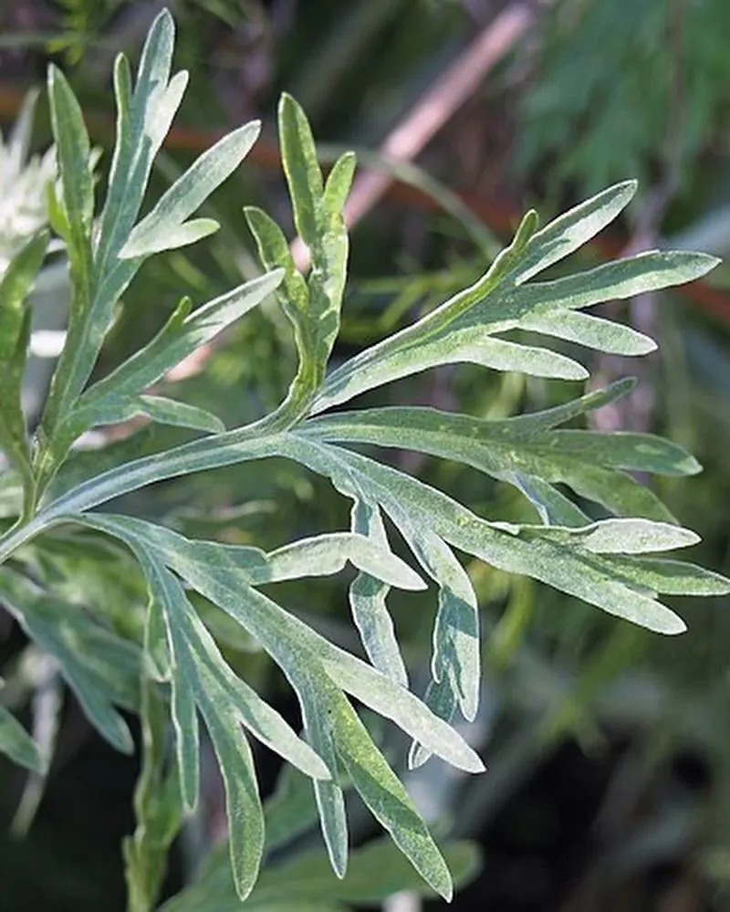 Wormwood (Artemisia absinthium)