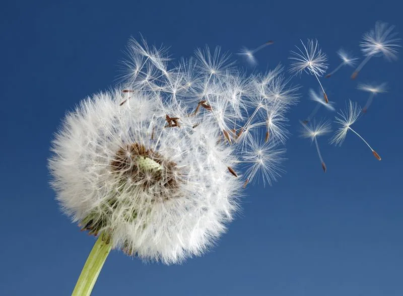 Dandelion