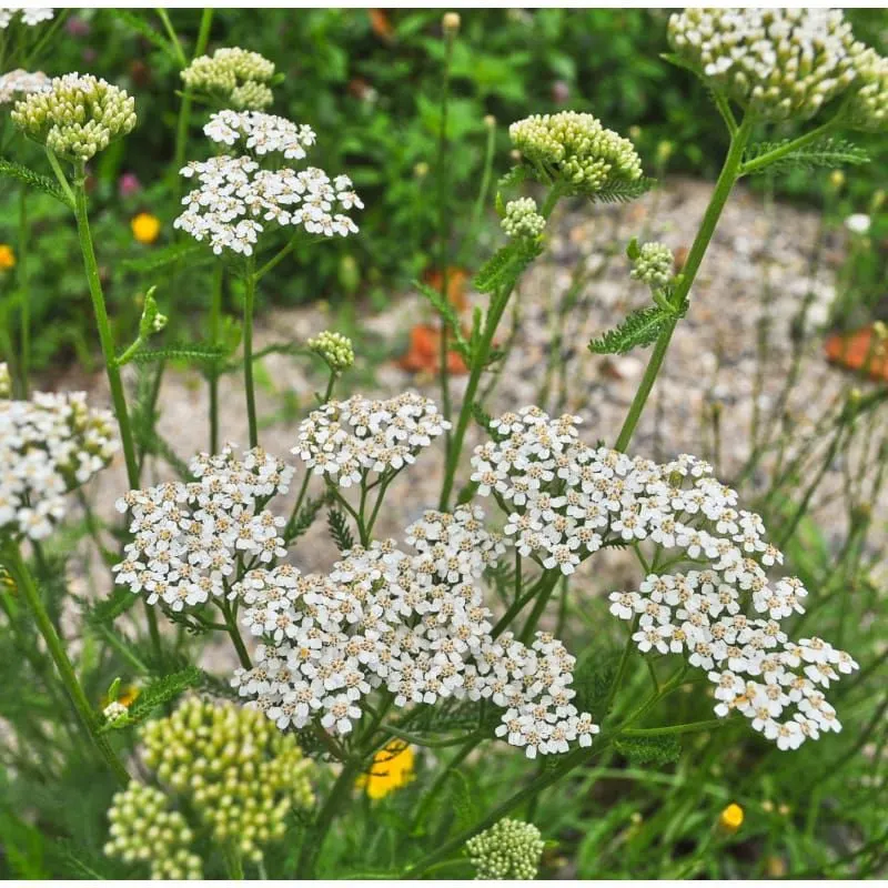 Yarrow