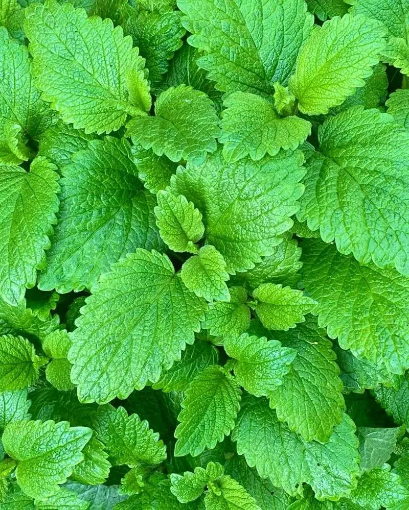 Lemon Balm