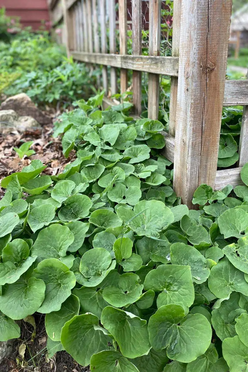 Wild Ginger