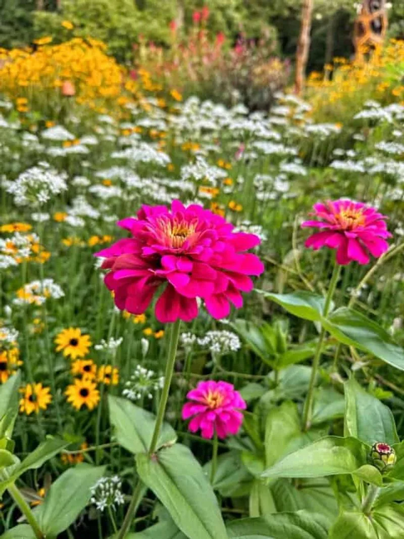 Zinnia