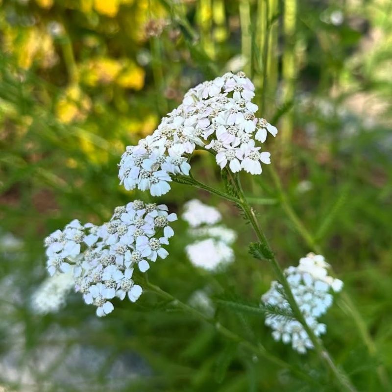Yarrow