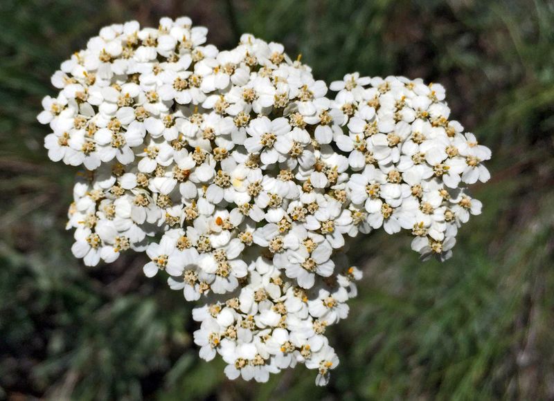 Yarrow