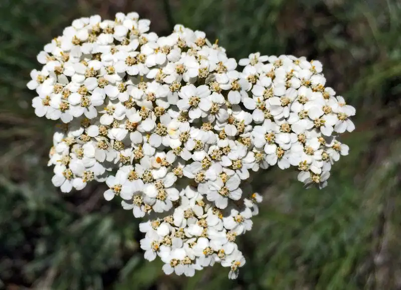 Yarrow
