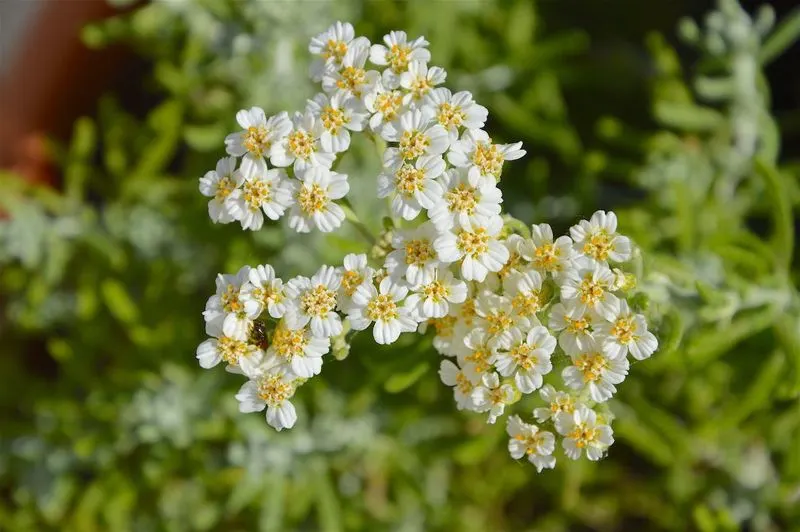 Yarrow Wonderland