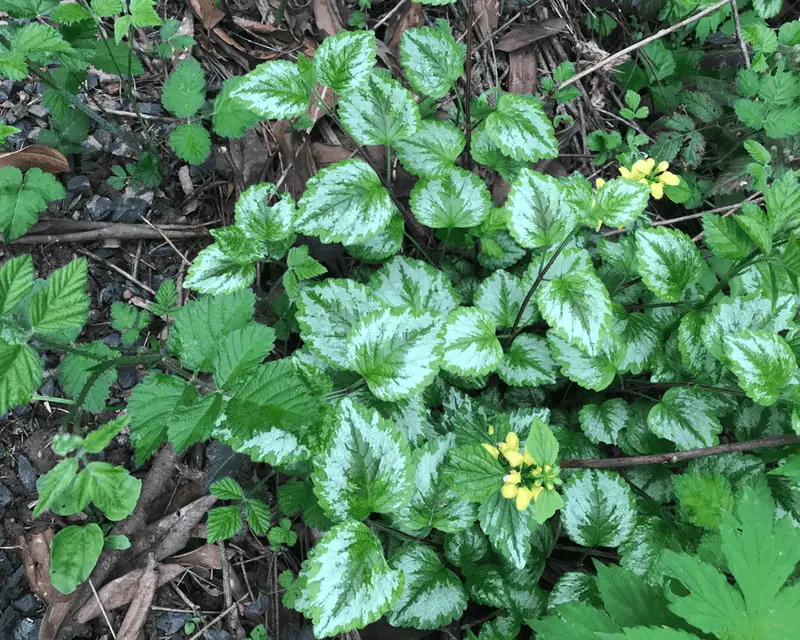 Yellow Archangel