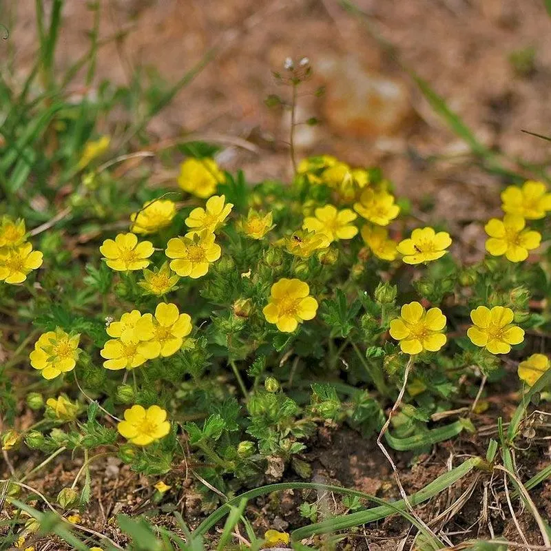 Alpine Cinquefoil