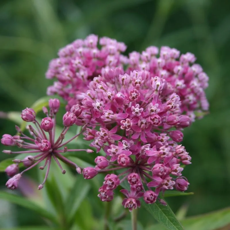 Swamp Milkweed (Asclepias incarnata)