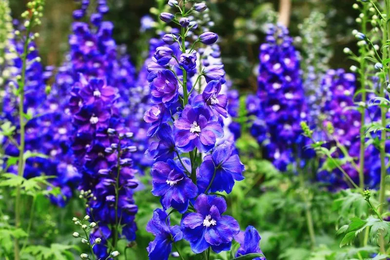 Meadow Larkspur