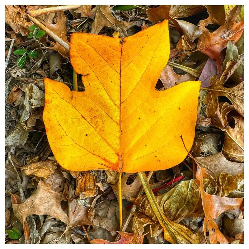 Yellow Poplar