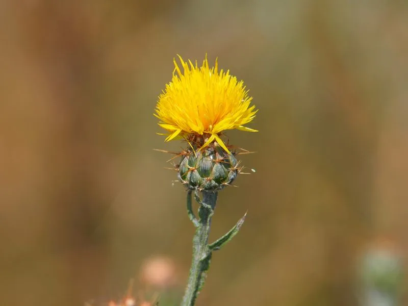 Yellow Star-Thistle