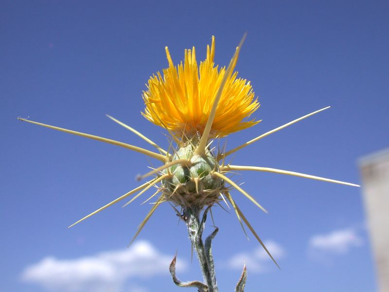 Yellow Starthistle