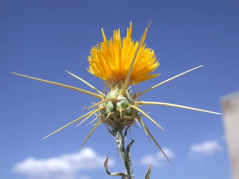 Yellow Starthistle